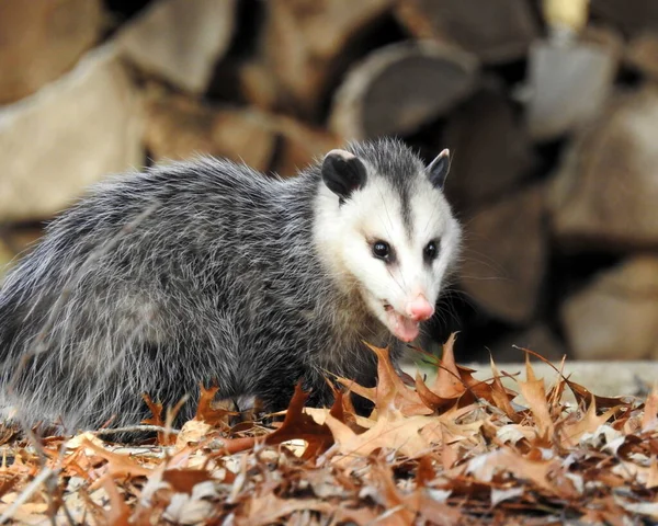 Virginia Opossum (Didelphis virginiana) Kuzey Amerika 'nın yerli keseli memeli hayvanı