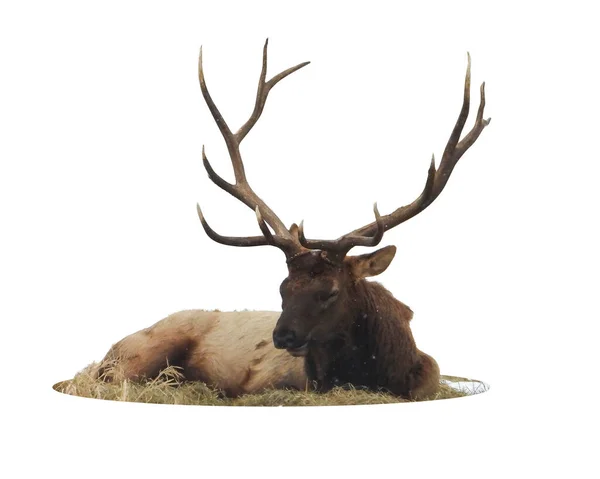 Kuzey Amerika Geyiği ya da Wapiti (Cervidae) Beyaz Arkaplanda İzole Edilmiş Memeliler