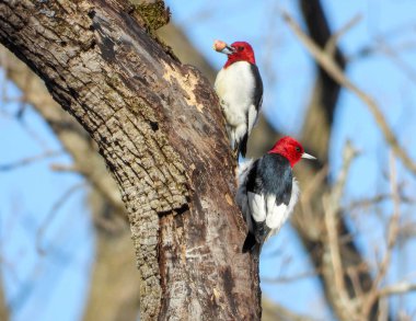 Kızıl Saçlı Ağaçkakan (Melanerpes eritrocephalus) Kuzey Amerika Kuşu 
