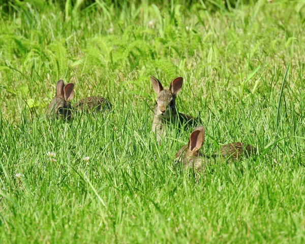 Conejos Juveniles Del Conejito Del Bebé Cottontail Del Este — Foto de Stock