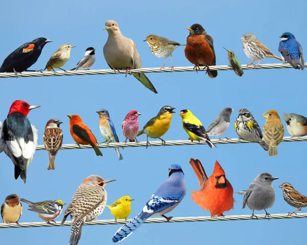 蓝天背景的电线电缆上北美鸟类的复合照片 — 图库照片