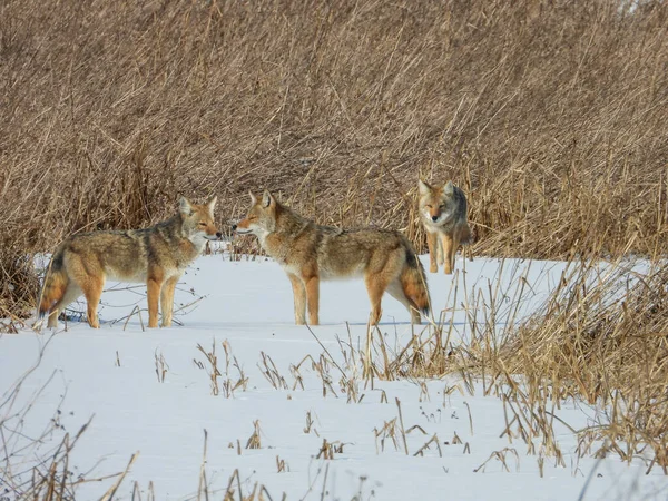 Kojote Canis Latrans Nordamerikanischer Fleischfresser — Stockfoto