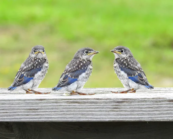 Doğu Bluebird Juvenile Sialia Sialis Bileşik Fotoğrafçılık — Stok fotoğraf