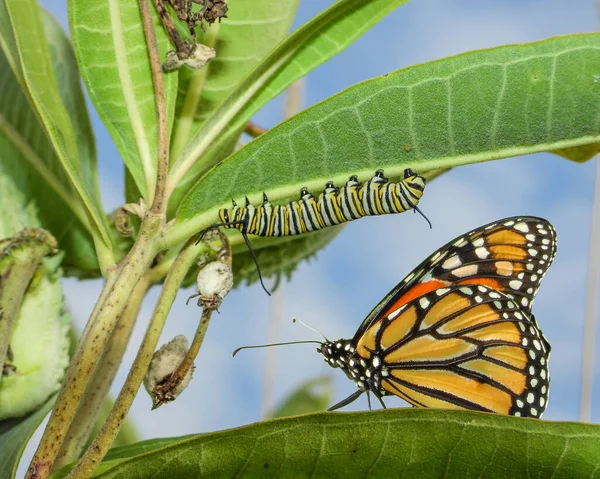 Монарх Метелик Гусениця Danaus Plexippus Північноамериканська Мігруюча Комаха — стокове фото