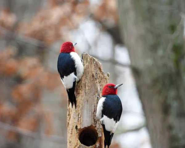 Kızıl Saçlı Ağaçkakan Melanerpes Eritrocephalus Kuzey Amerika Kuşu — Stok fotoğraf