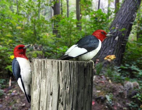 Рыжий Дятел Melanerpes Erythrocephalus North American Bird — стоковое фото