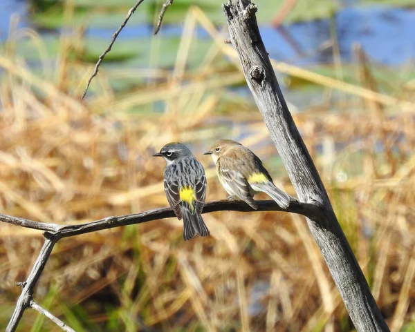 Желтобрюхая Соловья Setophaga Coronata North American Bird — стоковое фото