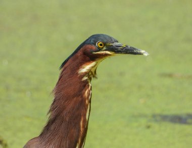 Yeşil balıkçıl (Butorides virescens) Kuzey Amerika Wading Bird 