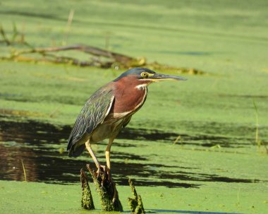 Yeşil balıkçıl (Butorides virescens) Kuzey Amerika Wading Bird 