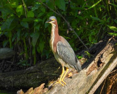 Yeşil balıkçıl (Butorides virescens) Kuzey Amerika Wading Bird 