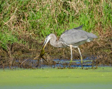 Büyük Mavi Balıkçıl (Ardea herodias) Kuzey Amerika Uçan Kuş