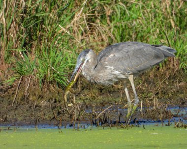 Büyük Mavi Balıkçıl (Ardea herodias) Kuzey Amerika Uçan Kuş