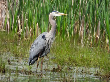 Büyük Mavi Balıkçıl (Ardea herodias) Kuzey Amerika Uçan Kuş