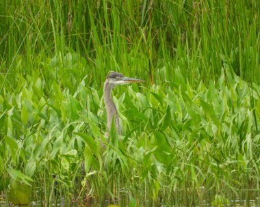 Büyük Mavi Balıkçıl (Ardea herodias) Kuzey Amerika Uçan Kuş