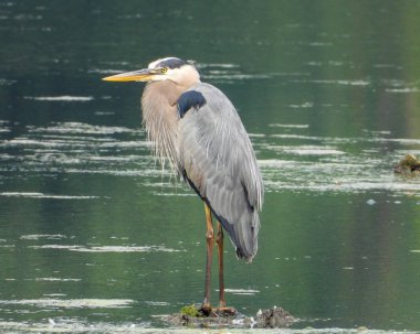 Büyük Mavi Balıkçıl (Ardea herodias) Kuzey Amerika Uçan Kuş