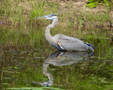 Büyük Mavi Balıkçıl (Ardea herodias) Kuzey Amerika Uçan Kuş