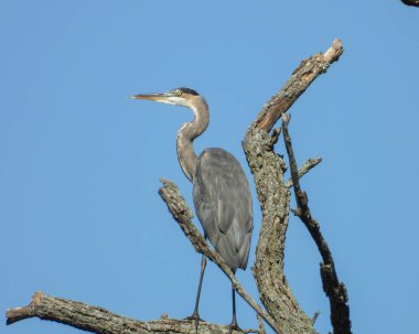Büyük Mavi Balıkçıl (Ardea herodias) Kuzey Amerika Uçan Kuş