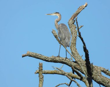 Büyük Mavi Balıkçıl (Ardea herodias) Kuzey Amerika Uçan Kuş
