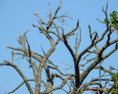 Büyük Mavi Balıkçıl (Ardea herodias) Kuzey Amerika Uçan Kuş
