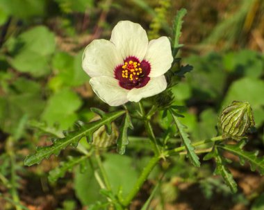 Hibiscus trionum (Saatin Çiçeği) Avrupa Yerlisi Yaban Çiçeği