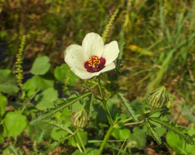 Hibiscus trionum (Saatin Çiçeği) Avrupa Yerlisi Yaban Çiçeği