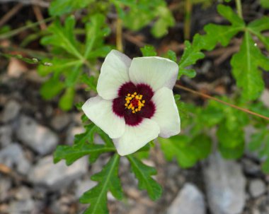 Hibiscus trionum (Saatin Çiçeği) Avrupa Yerlisi Yaban Çiçeği