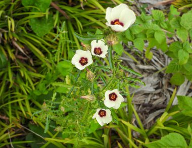 Hibiscus trionum (Saatin Çiçeği) Avrupa Yerlisi Yaban Çiçeği