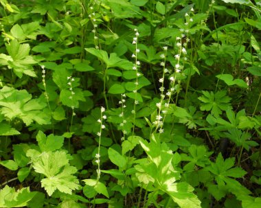 Mitella diphylla (İki Yapraklı Miterwort) Kuzey Amerika 'nın Orman Çiçeği