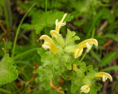 Pedikülaris canadensis (Orman Betonisi) Kuzey Amerika 'nın Kır Çiçeği