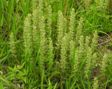 Pedikülaris canadensis (Orman Betonisi) Kuzey Amerika 'nın Kır Çiçeği