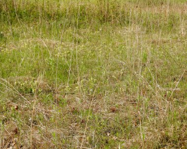 Pedikülaris canadensis (Orman Betonisi) Kuzey Amerika 'nın Kır Çiçeği