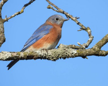 Doğu Bluebird (Sialia sialis) Kuzey Amerika Songbird