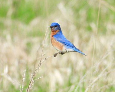 Doğu Bluebird (Sialia sialis) Kuzey Amerika Songbird