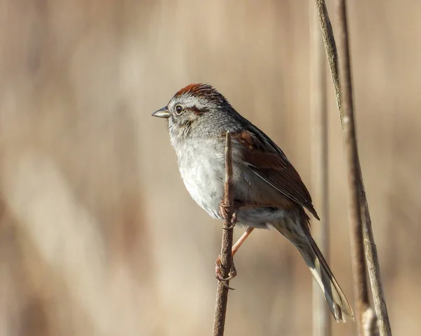 Pardal Pântano Melospiza Georgiana North American Songbird Bird — Fotografia de Stock