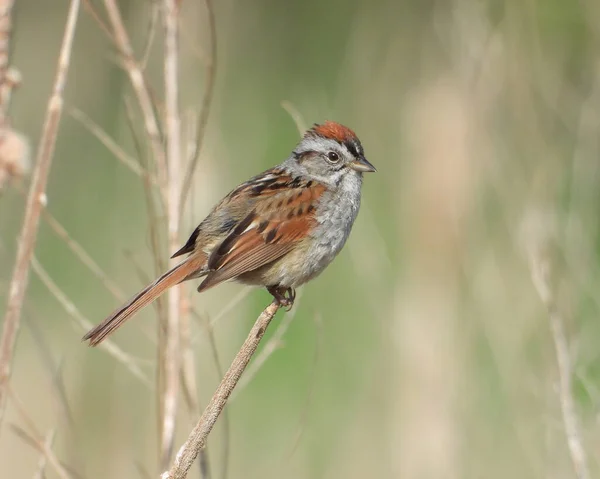 Bruant Des Marais Melospiza Georgiana Oiseau Chanteur Amérique Nord — Photo