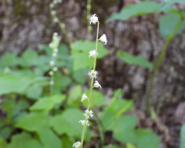 Mitella Diphylla Δίφυλλη Miterwort Native Woodland Wildflower Της Βόρειας Αμερικής — Φωτογραφία Αρχείου