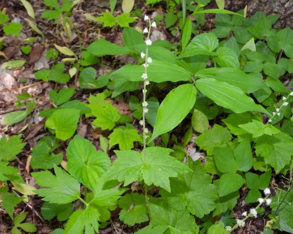 Mitella Diphylla Dvoulístek Miterwort Native Woodland Wildflower North America — Stock fotografie