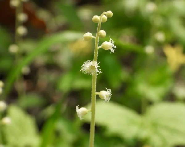 Mitella Diphylla Tvåbladig Miterwort Native Woodland Wildflower North America — Stockfoto
