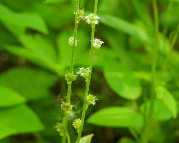 Mitella Diphylla Kétlevelű Miterwort Észak Amerika Őshonos Erdei Vadvirágja — Stock Fotó