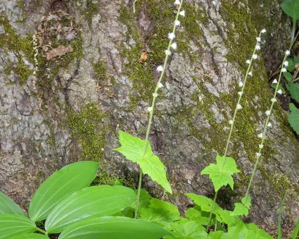 Mitella Diphylla Two Leaf Miterwort Native Woodland Wildflower North America — Stock Photo, Image