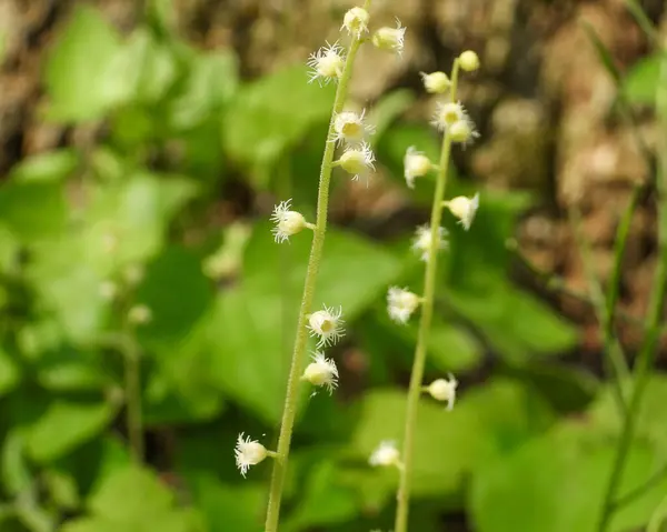 Mitella Diphylla Yapraklı Miterwort Kuzey Amerika Nın Orman Çiçeği — Stok fotoğraf