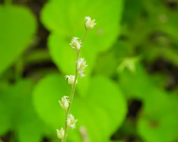 Mitella Diphylla Miterwort Dwuliściasty Indiańskie Kwiaty Leśne Ameryki Północnej — Zdjęcie stockowe