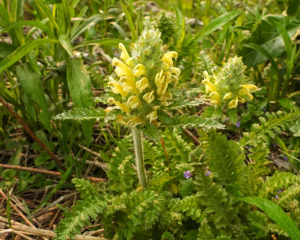 北美土著草原野花 Pedicularis Canadensis Wood Betony — 图库照片