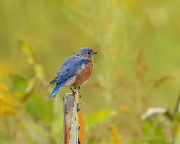 Östlicher Blauvogel Sialia Sialis Nordamerikanischer Singvogel — Stockfoto