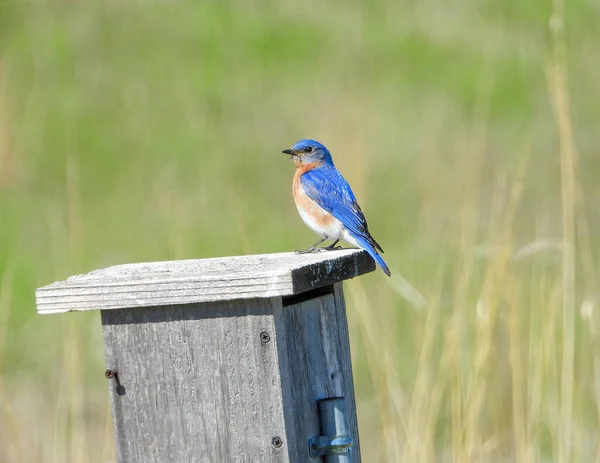Pájaro Azul Del Este Sialia Sialis Pájaro Cantor Norteamericano —  Fotos de Stock