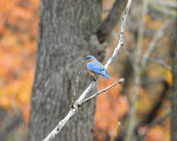 Doğu Bluebird Sialia Sialis Kuzey Amerika Songbird — Stok fotoğraf