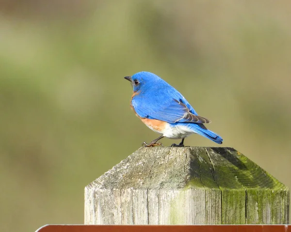 Pájaro Azul Del Este Sialia Sialis Pájaro Cantor Norteamericano —  Fotos de Stock