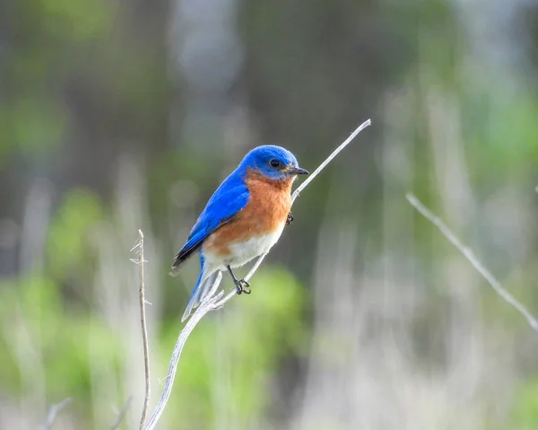 Pájaro Azul Del Este Sialia Sialis Pájaro Cantor Norteamericano — Foto de Stock
