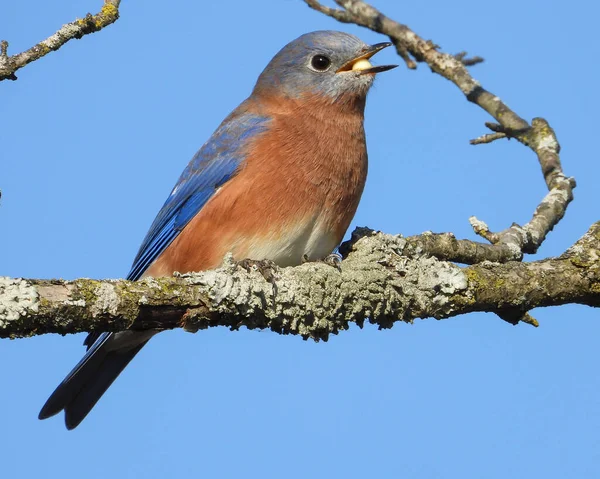 Pájaro Azul Del Este Sialia Sialis Pájaro Cantor Norteamericano — Foto de Stock