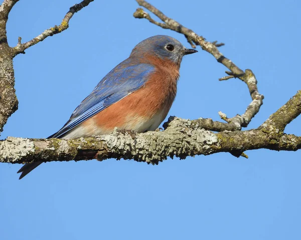 Doğu Bluebird Sialia Sialis Kuzey Amerika Songbird — Stok fotoğraf